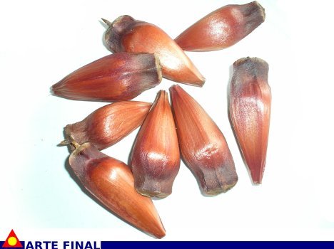 pinhao